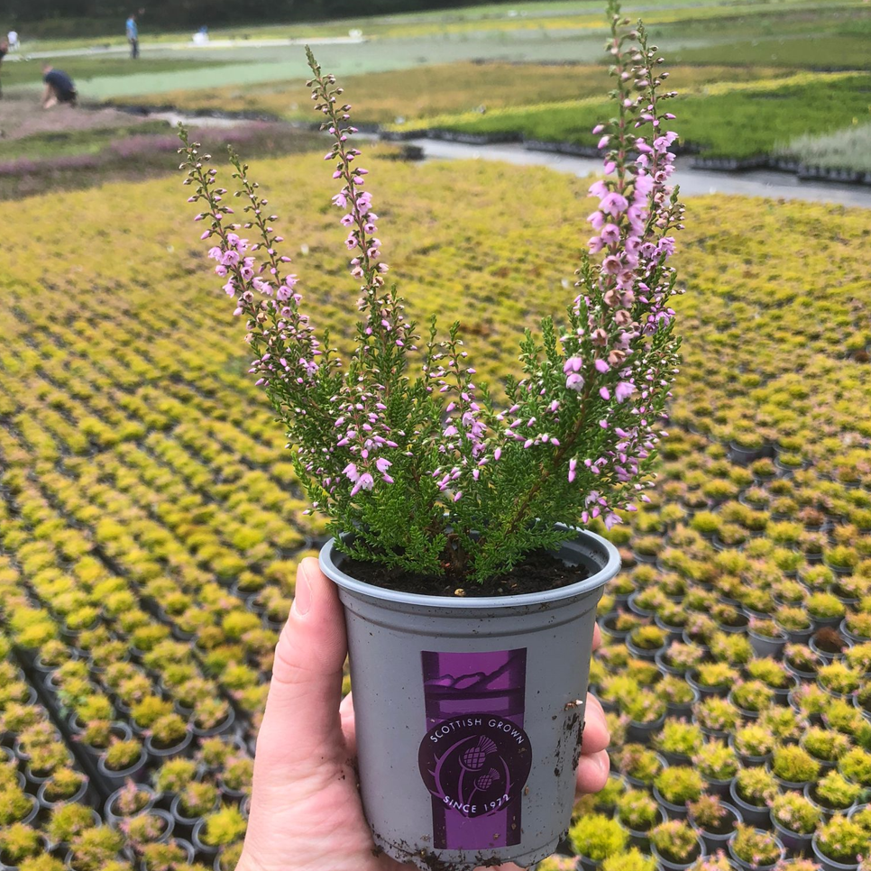 Picture of Heathers - Single Varieties