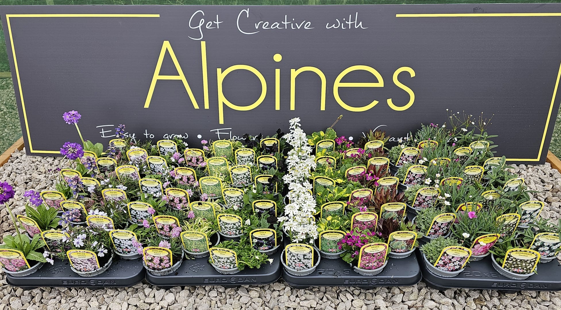Picture of Alpines Single Varieties
