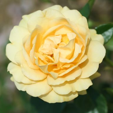 Picture of Bush Rose Absolutely Fabulous