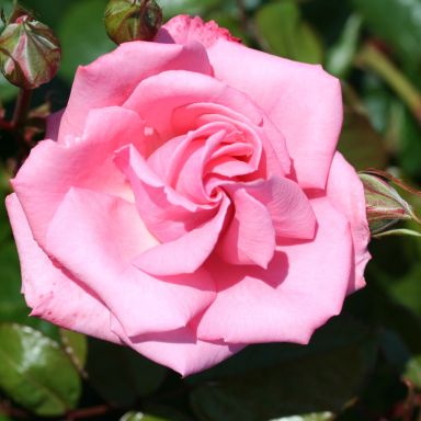 Picture of Agatha christie