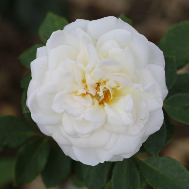 Picture of Shrub Rose Alba Maxima