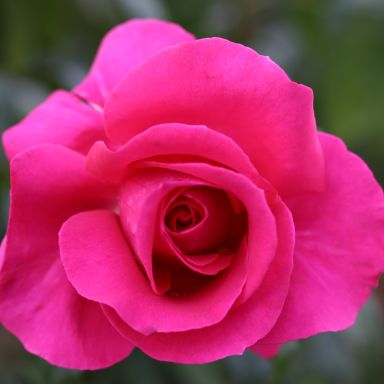 Picture of Bush Rose All My Loving