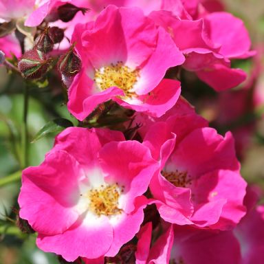 Picture of Climbing Rose American Pillar
