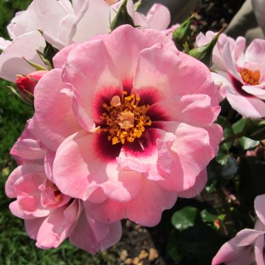 Picture of Bush Rose Angel Eyes