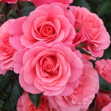 Picture of Bush Rose Anne's Rose