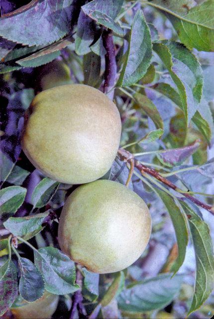 Picture of Apple Golden Delicious on mm106