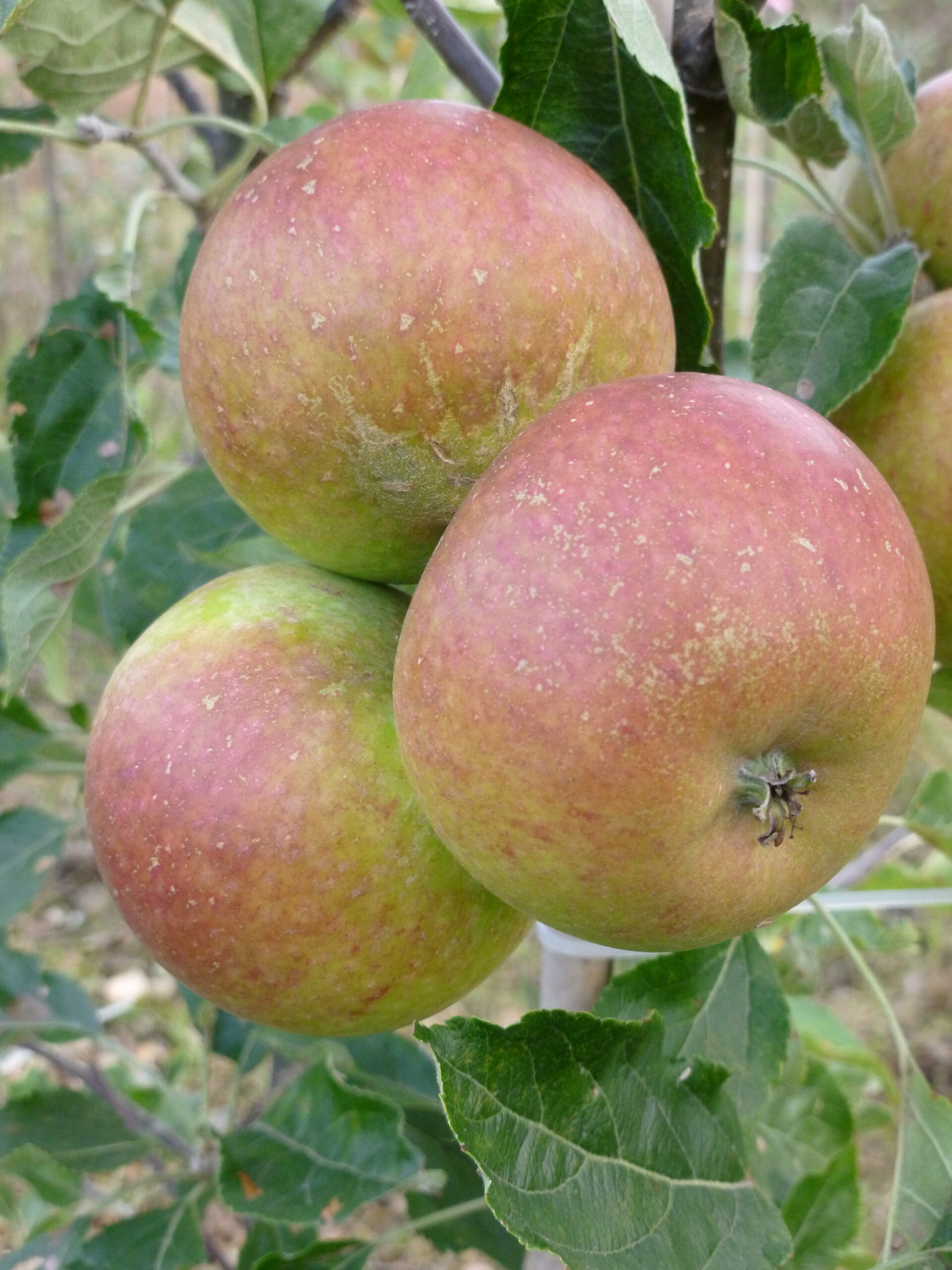 Picture of Apple Cox's o  Pippin sf on mm106