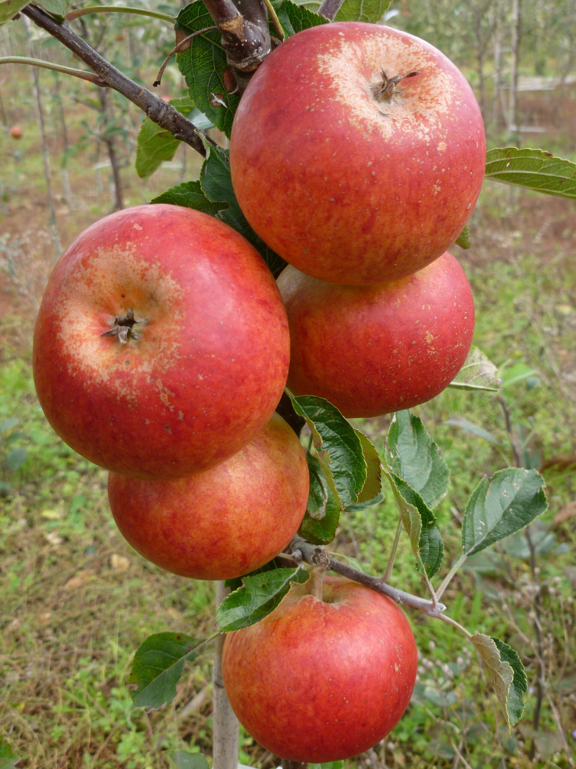 Picture of Apple Cox's o  Pippin sf on m26