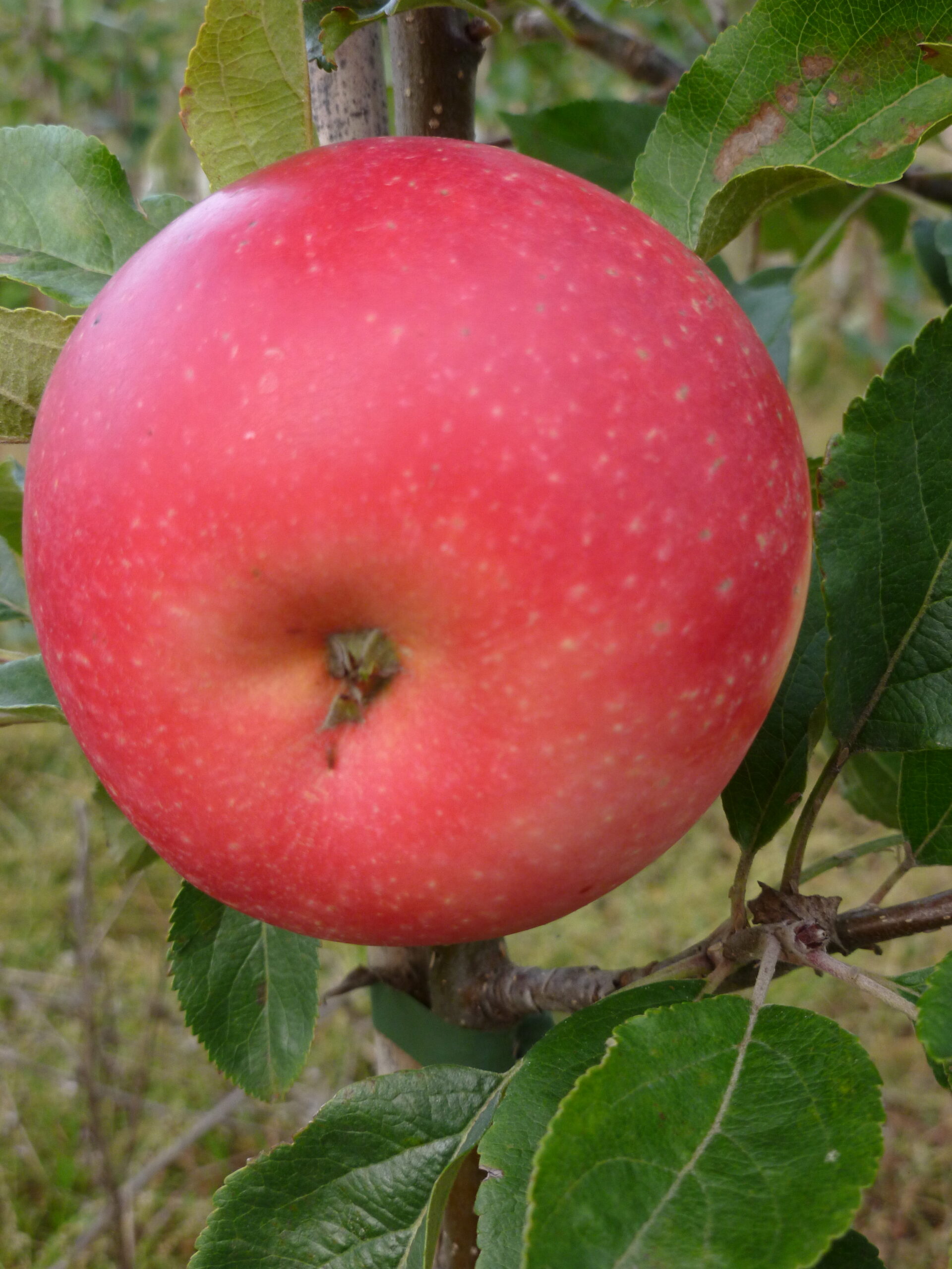 Picture of Apple Discovery on m26