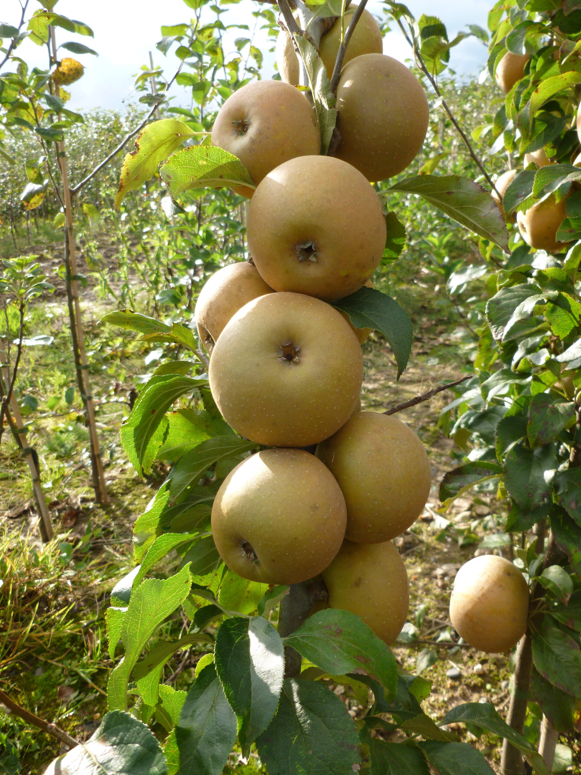 Picture of Apple Egremont Russet on m26