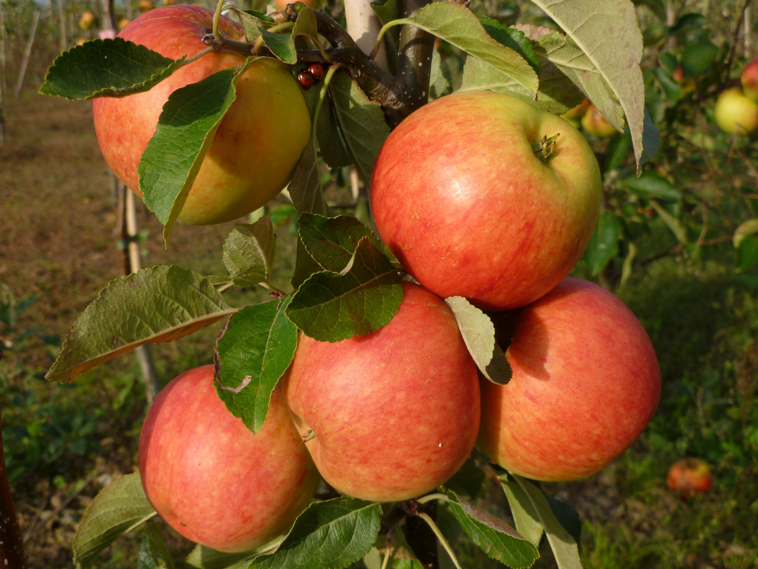 Picture of Apple James Grieve on m26
