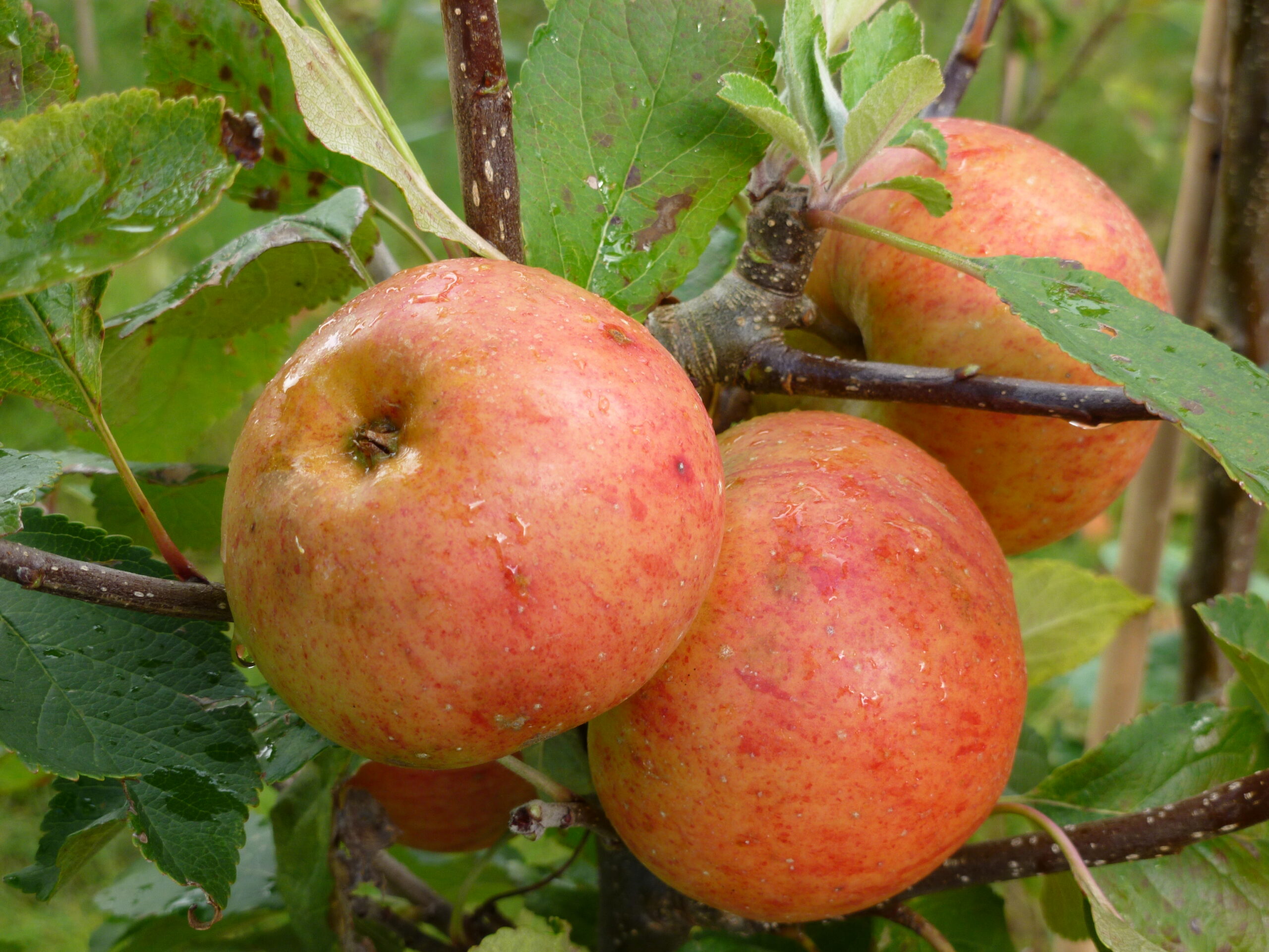 Picture of Apple Sunset on m26