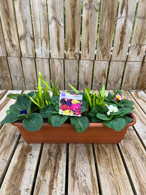 Picture of Primrose Planter Balcony Trough 