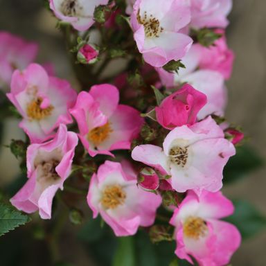 Picture of Shrub Rose Ballerina