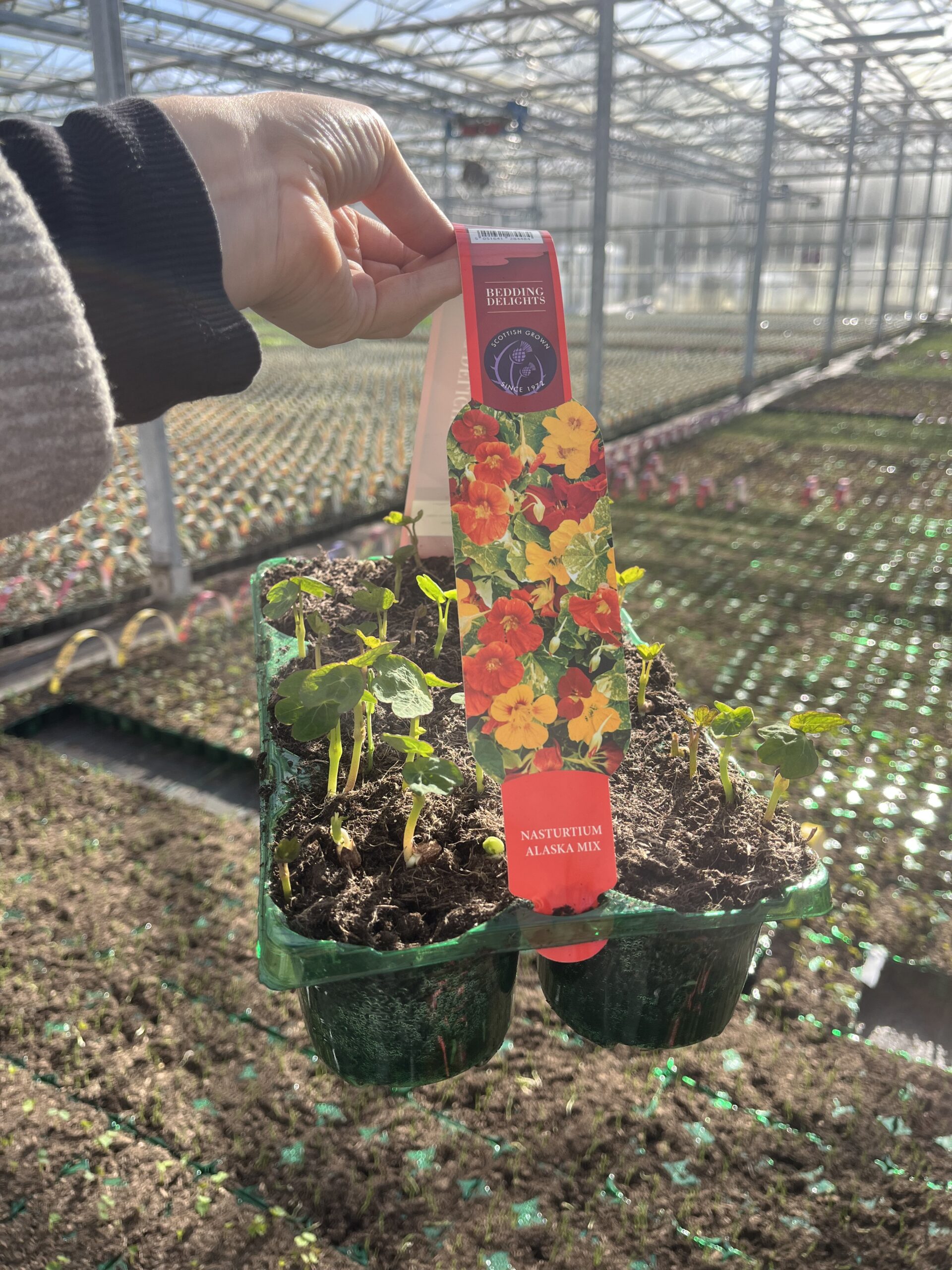 Picture of Nasturtium Alaska Mix Carry Pack