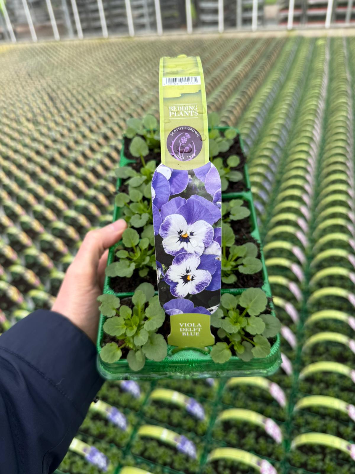 Picture of Viola Delft Blue