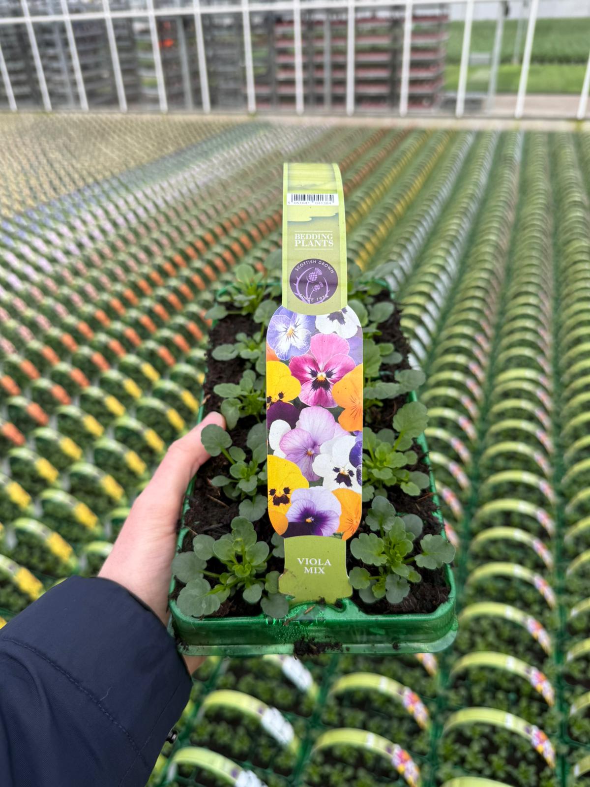 Picture of Viola Mix