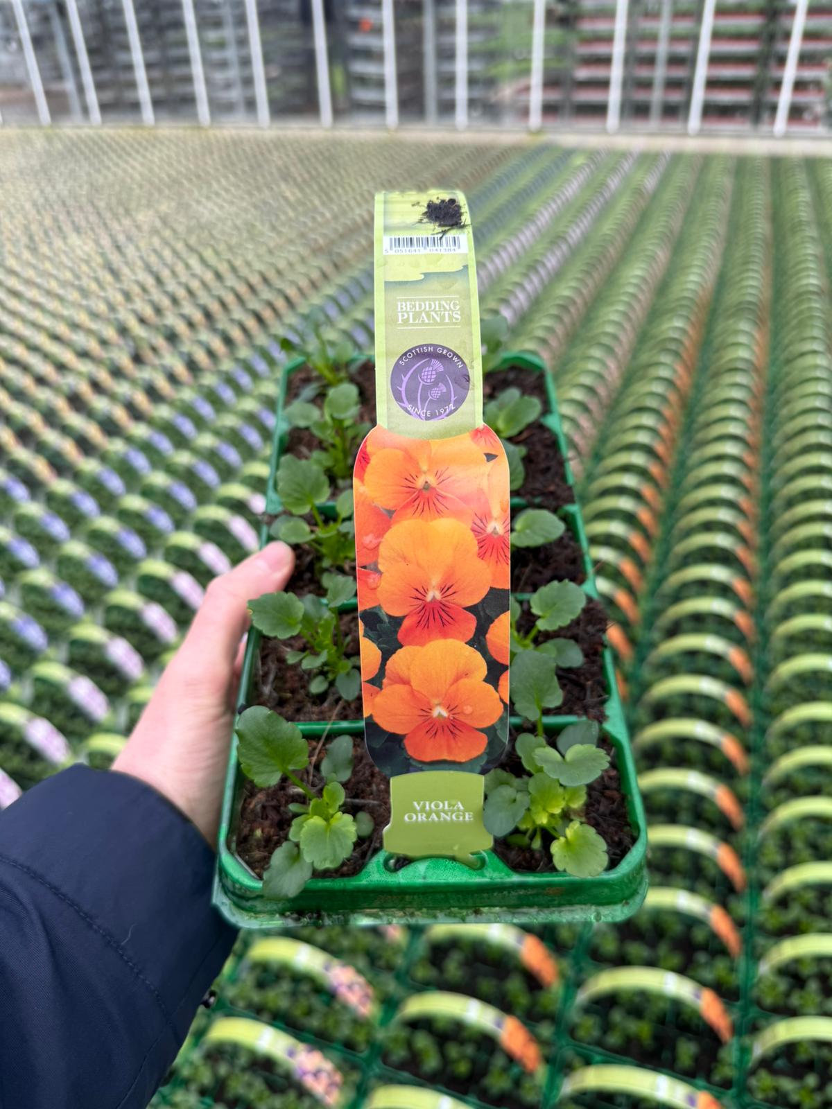 Picture of Viola Orange Deep