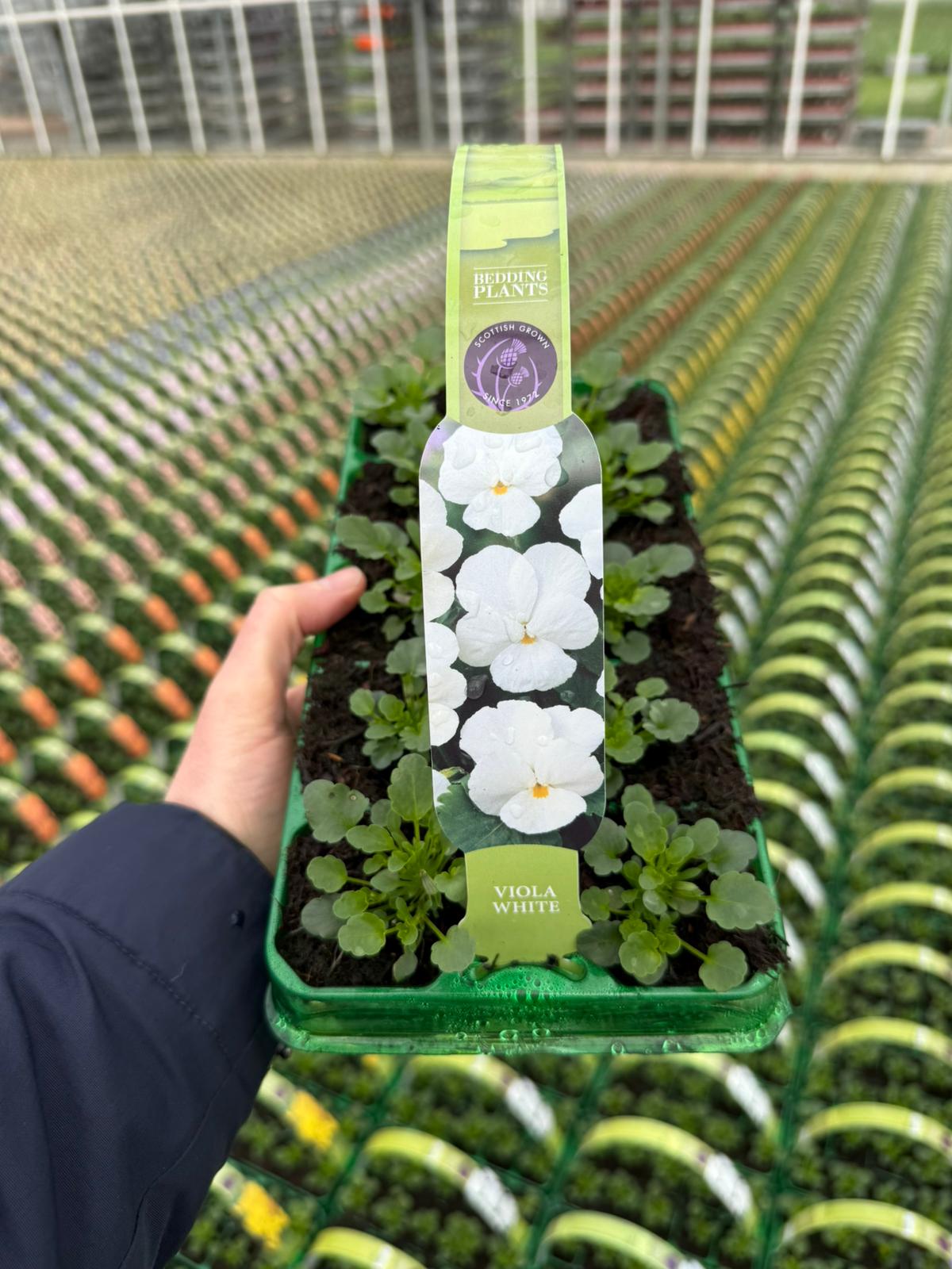 Picture of Viola White