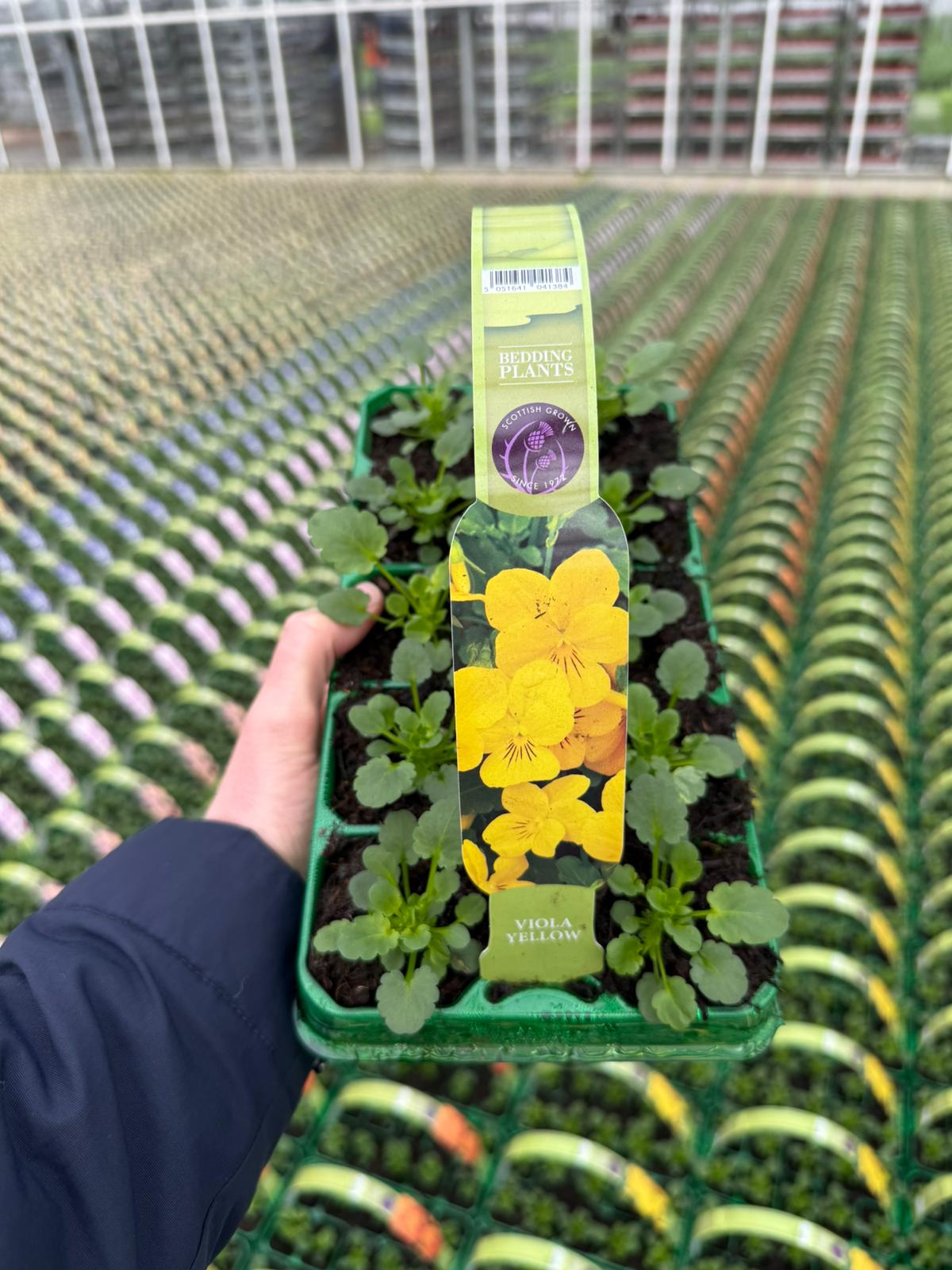 Picture of Viola Yellow