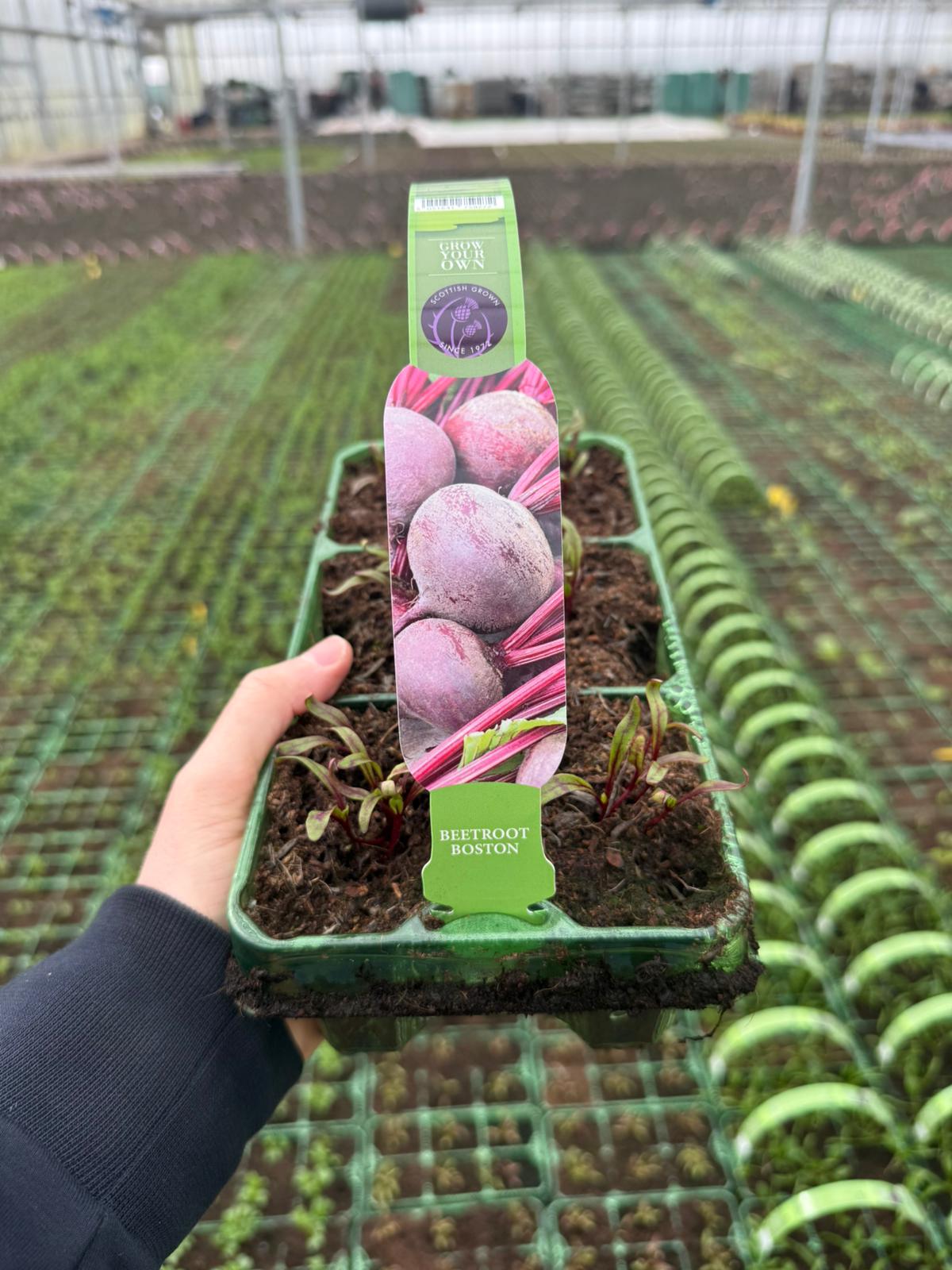 Picture of Beetroot Boston