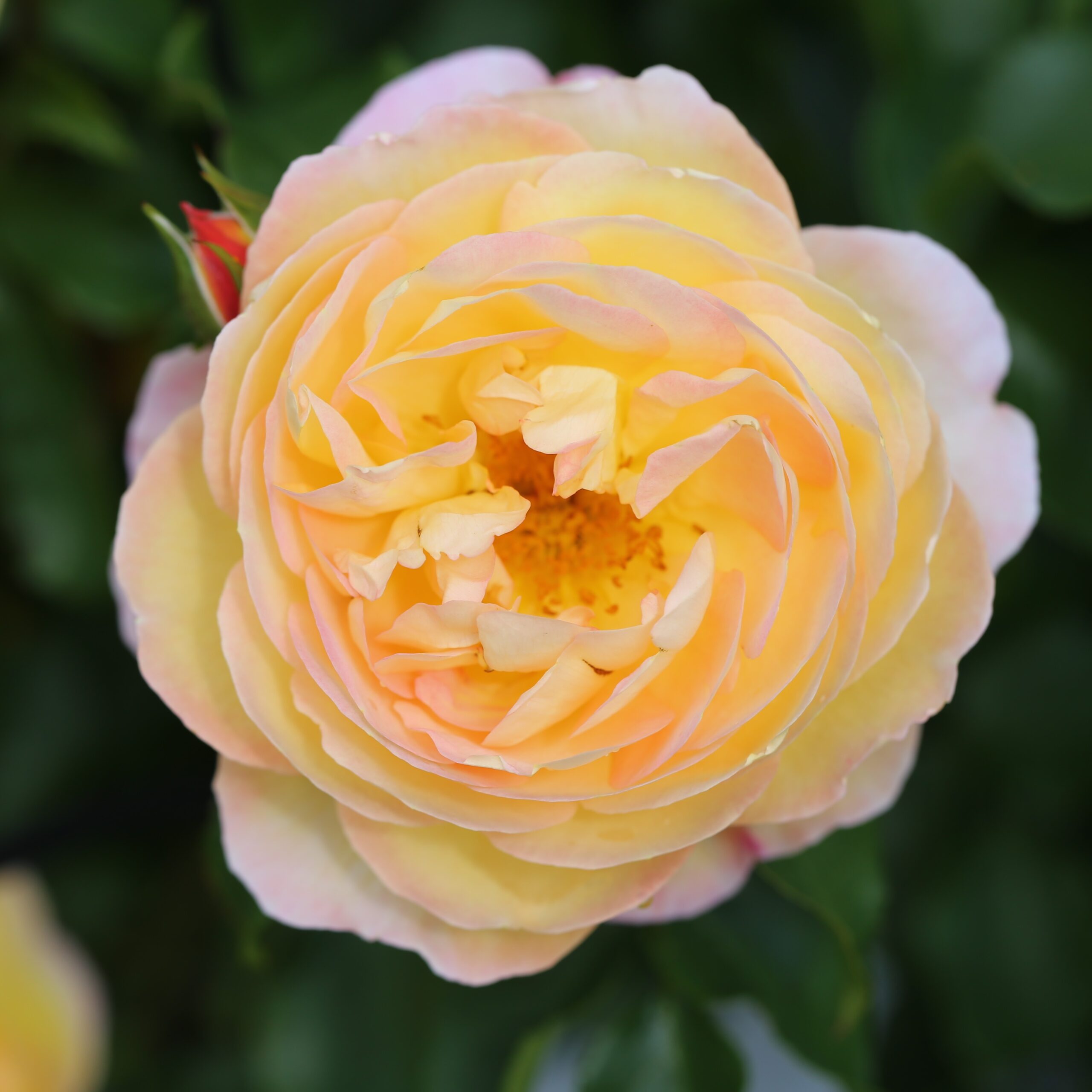 Picture of Bush Rose Belle de Jour