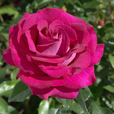 Picture of Bush Rose Belle Rives