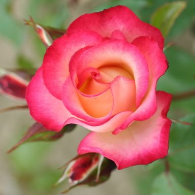 Picture of Bush Rose Birthday Girl