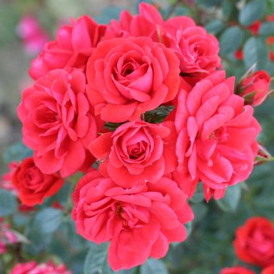 Picture of Patio Rose Birthday Wishes