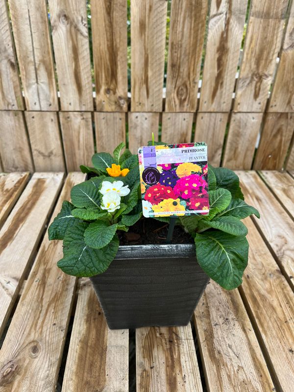 Picture of Primrose Planter Biscotti Tall