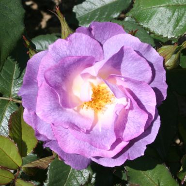 Picture of Bush Rose Blue For You