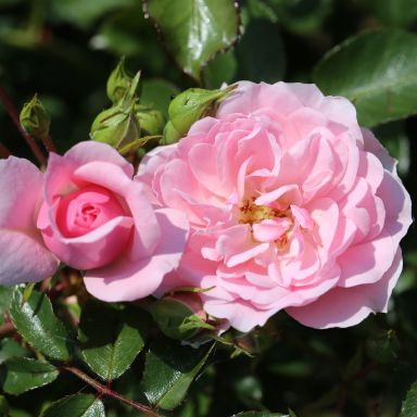 Picture of Std Rose Bonica
