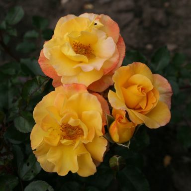 Picture of Bush Rose Bright Smiles