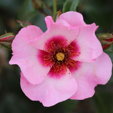 Picture of Bush Rose Bright As A Button