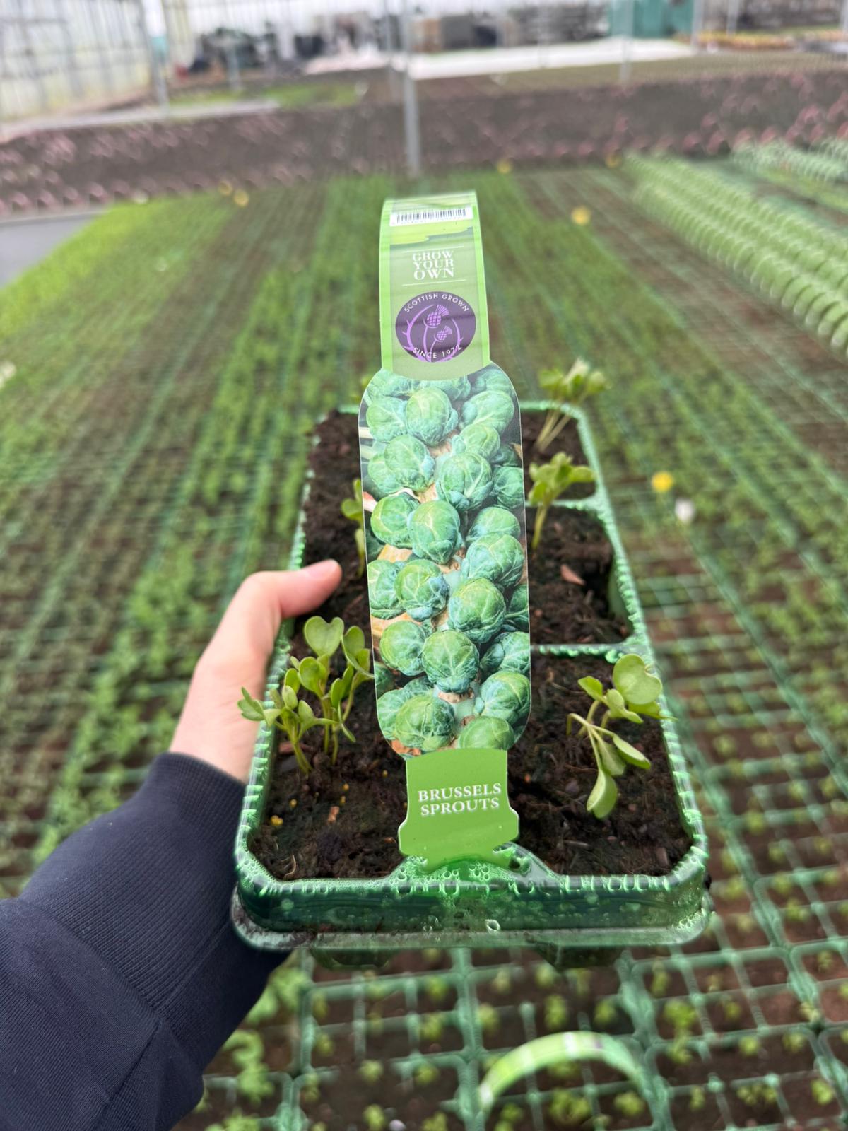 Picture of Brussel Sprouts