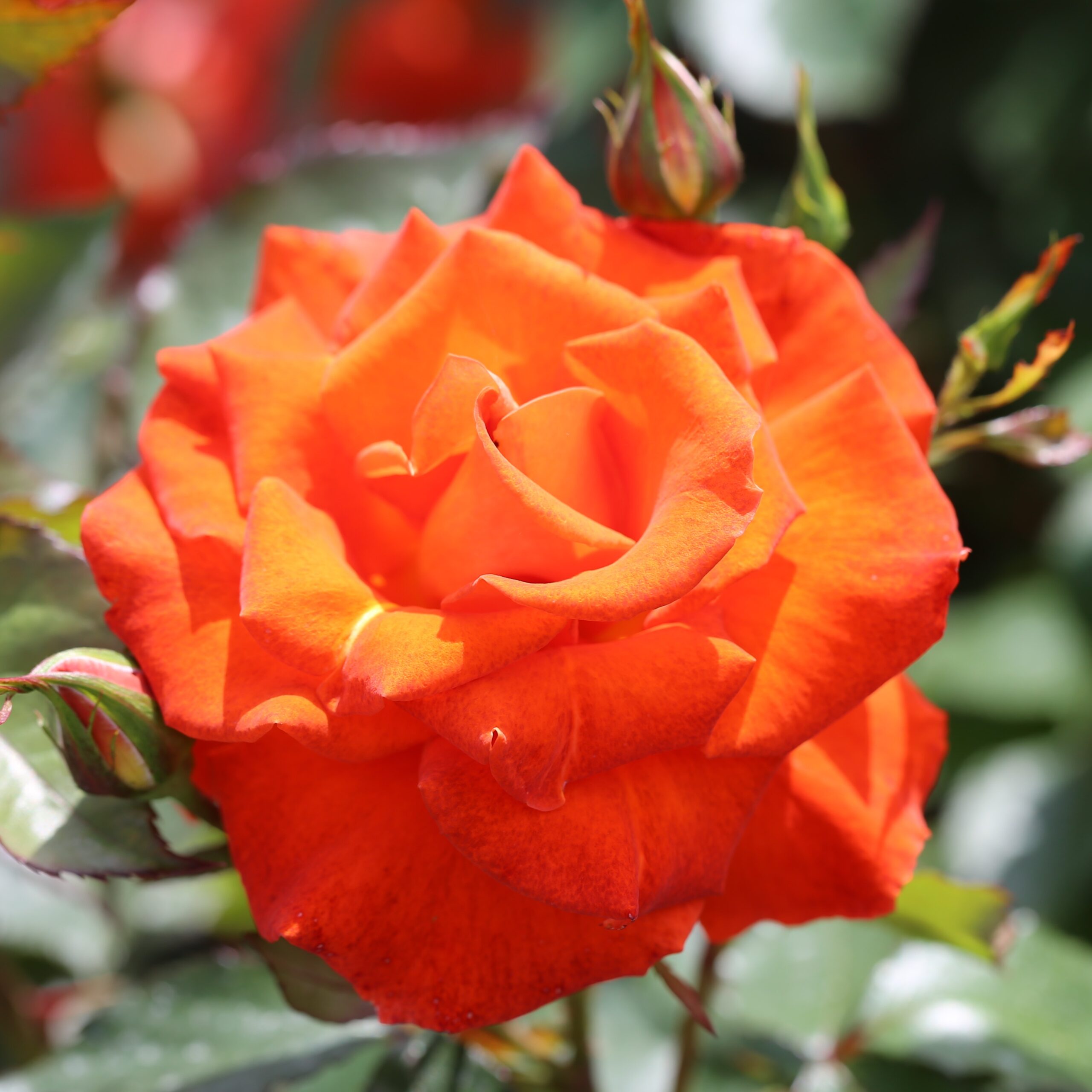 Picture of Bush Rose Burning Desire