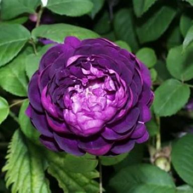 Picture of Shrub Rose Cardinal De Richelieu