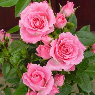 Picture of Patio Rose Carefree Days