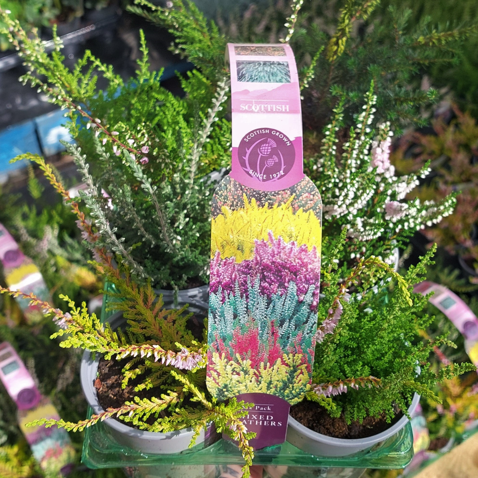 Picture of Heathers Carry Six Pack