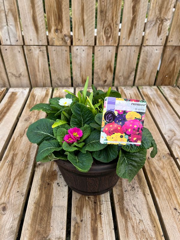 Picture of Primrose Planter Cask