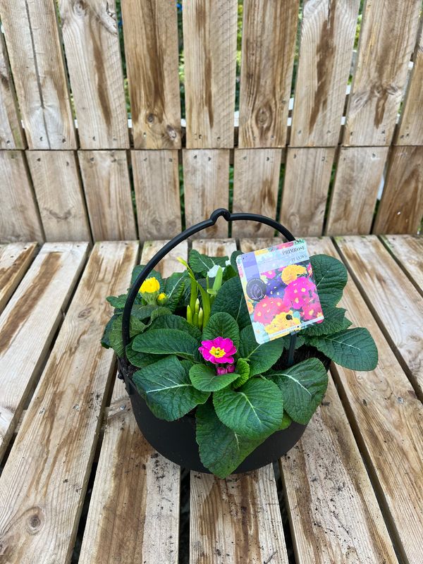 Picture of Primrose Planter Cauldron