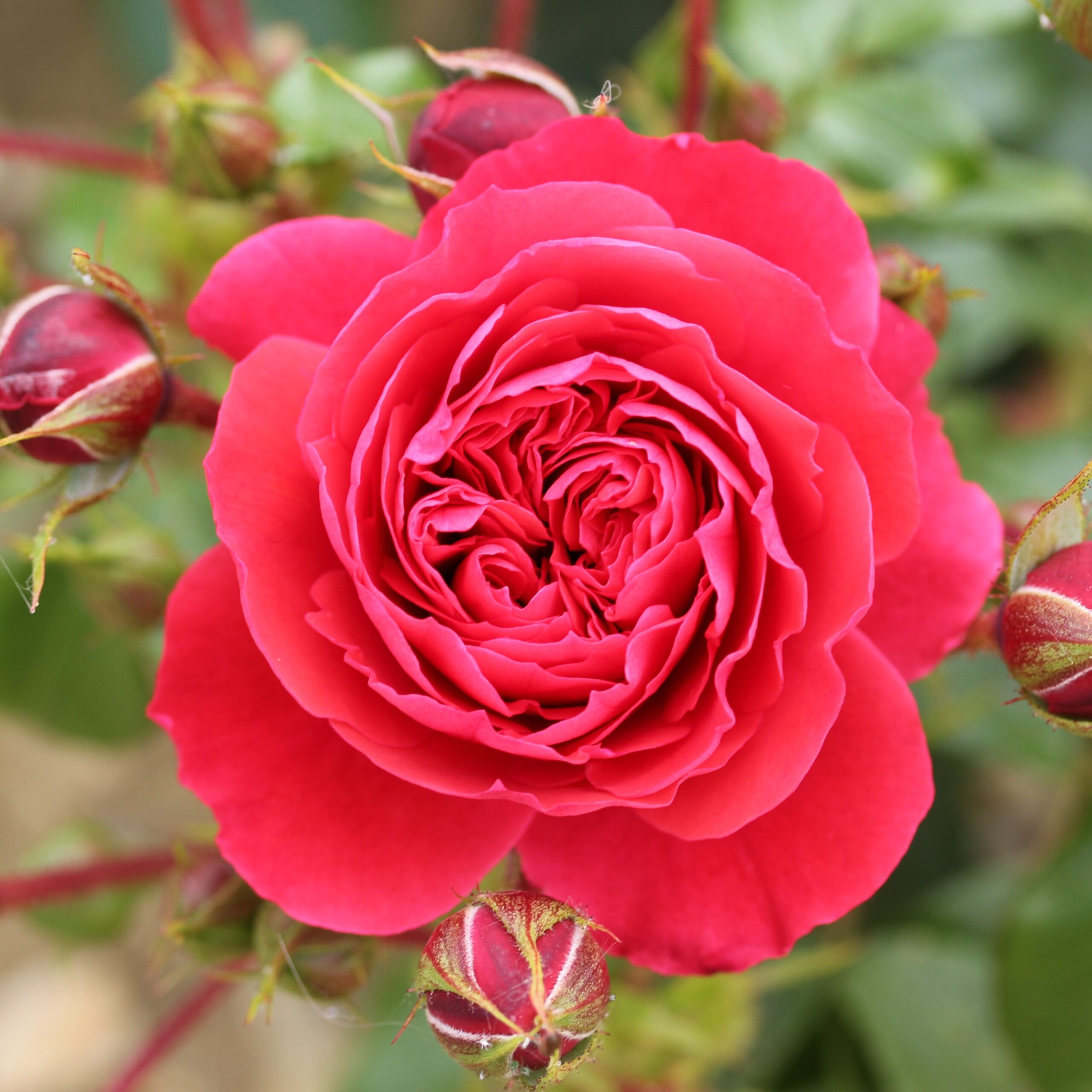 Picture of Bush Rose Cherry Girl
