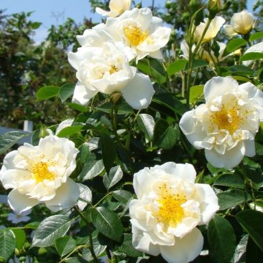 Picture of Climbing Rose City of York