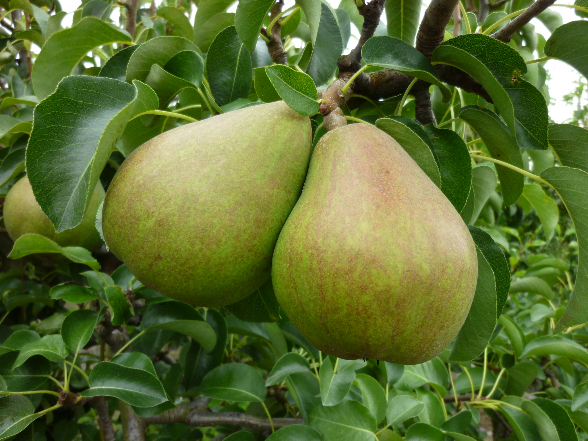 Picture of Pear Doyenne du Comice