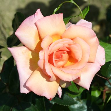 Picture of Climbing Rose Compassion