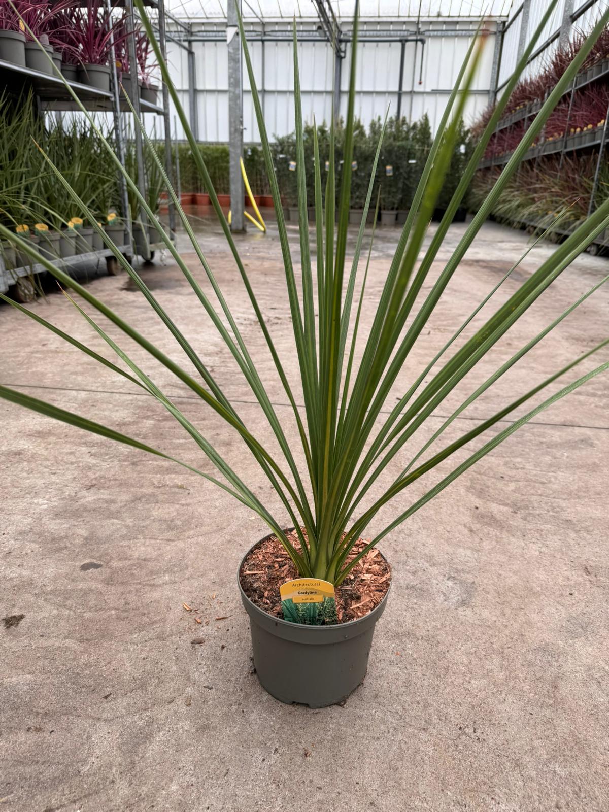 Picture of Cordyline Australis