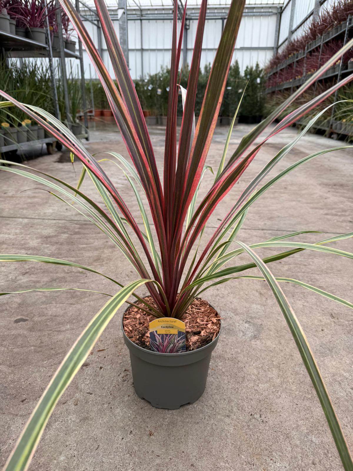 Picture of Cordyline Can Can