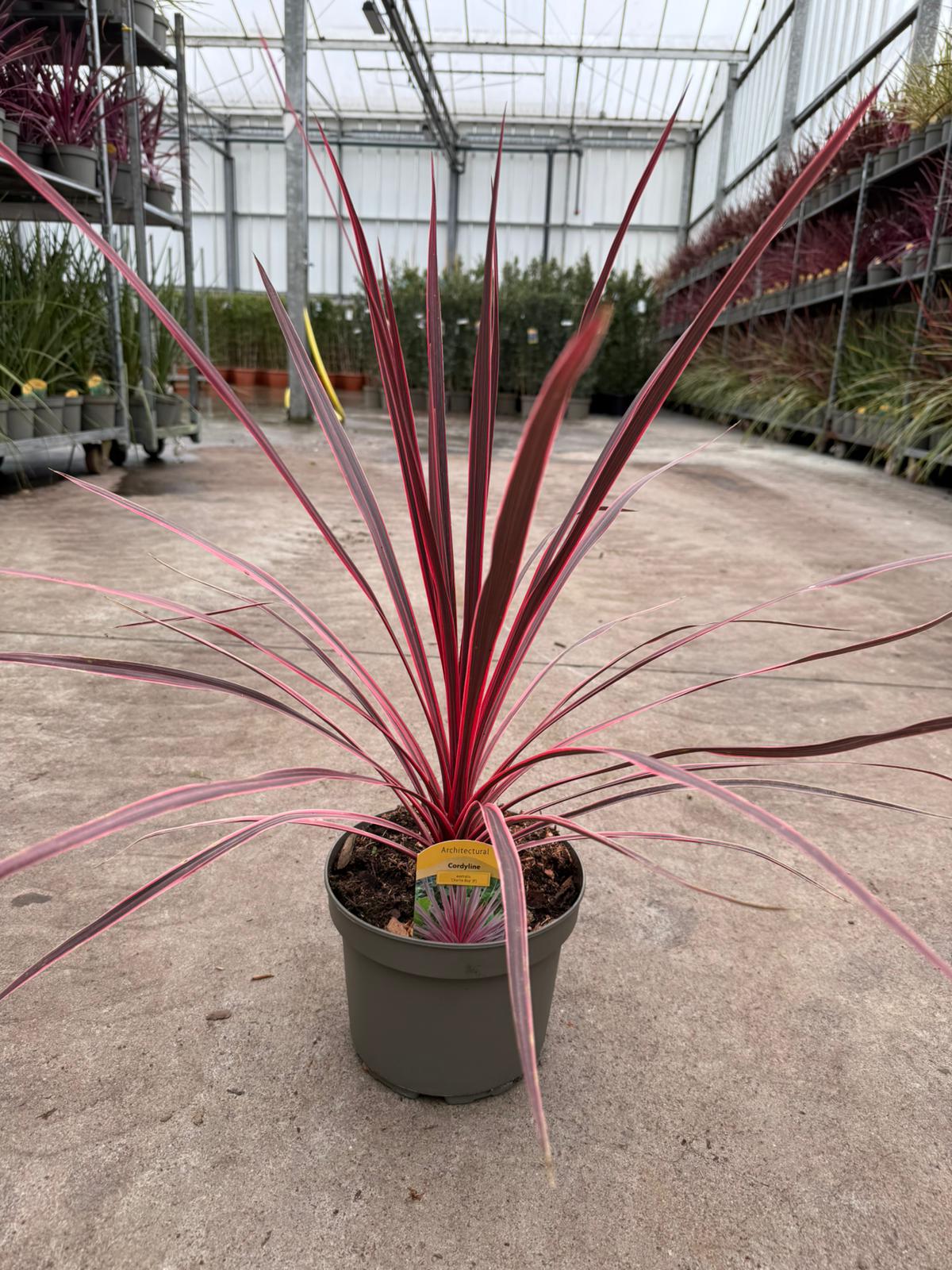 Picture of Cordyline Charlie Boy