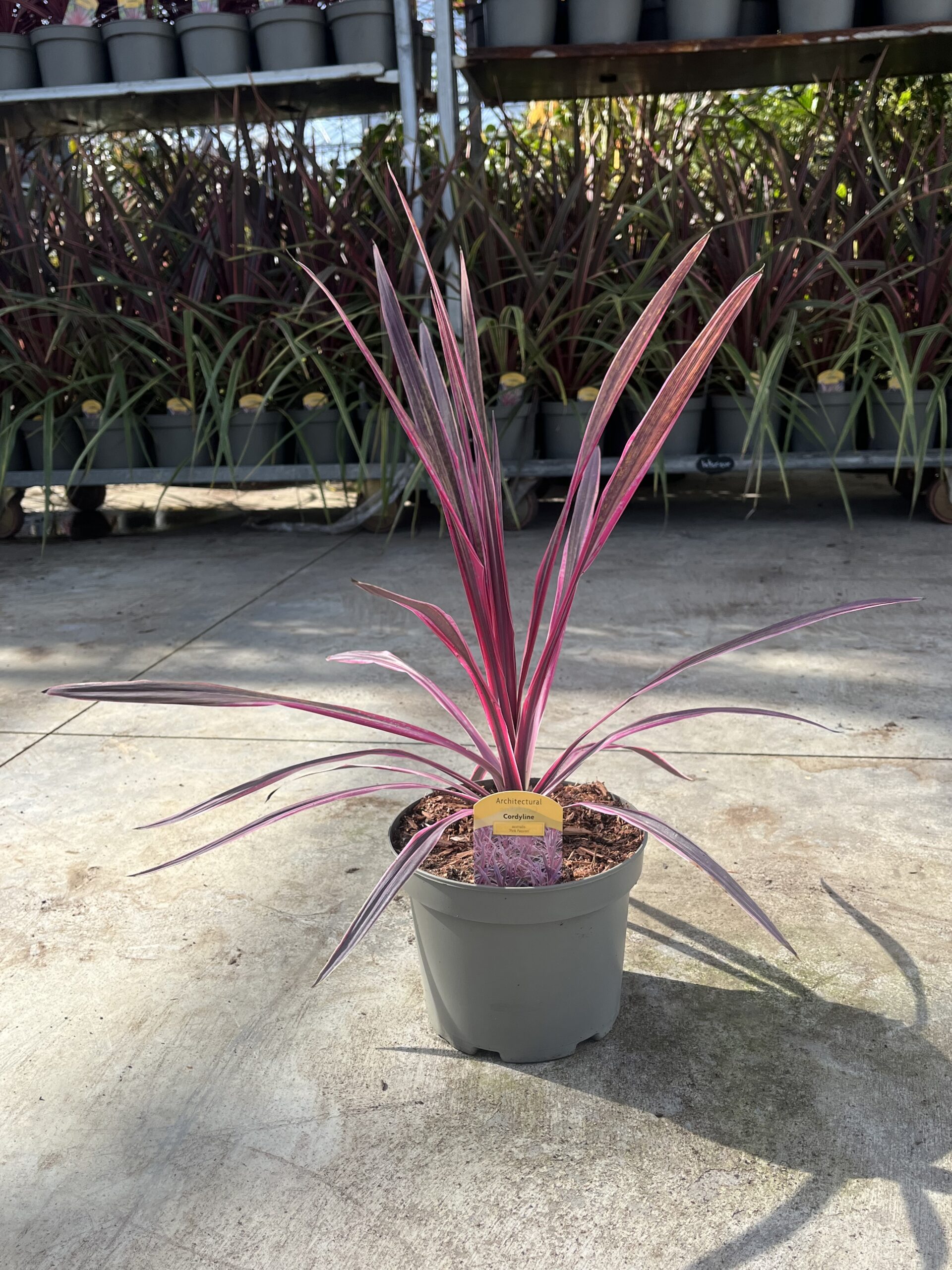 Picture of Cordyline Pink Passion