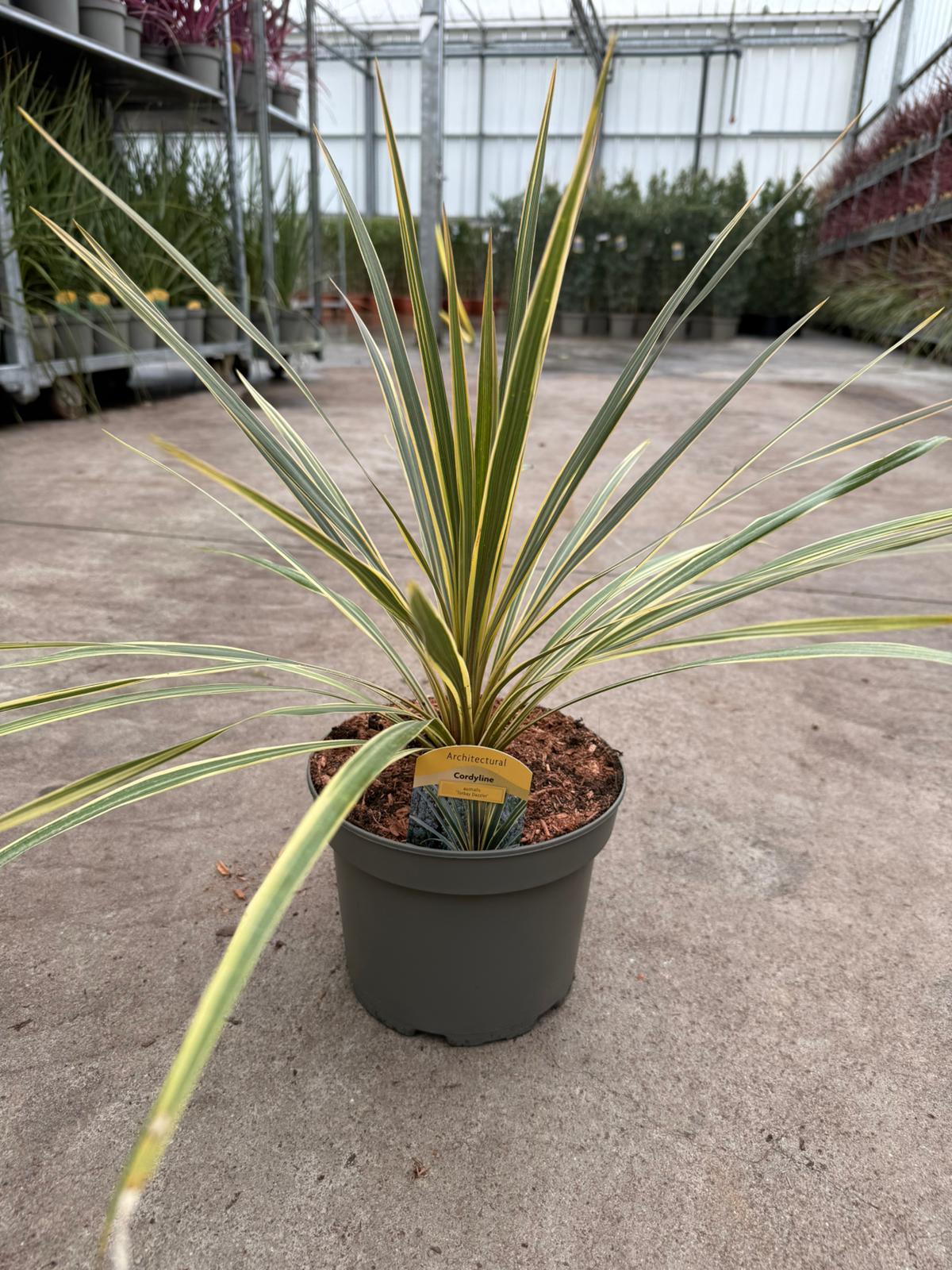 Picture of Cordyline Torbay Dazzler